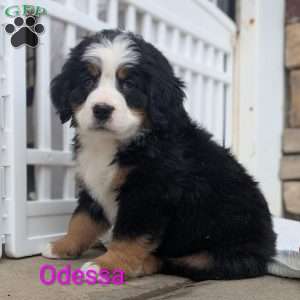 Odessa, Bernese Mountain Dog Puppy
